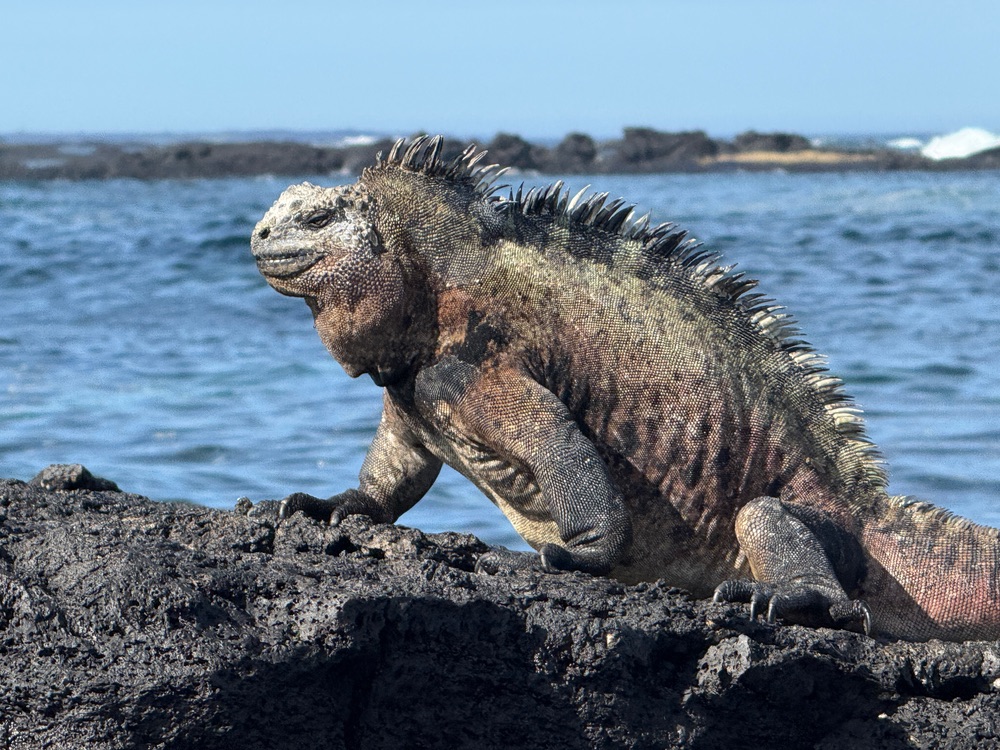 A marine iguana resting on the volcanic rock.