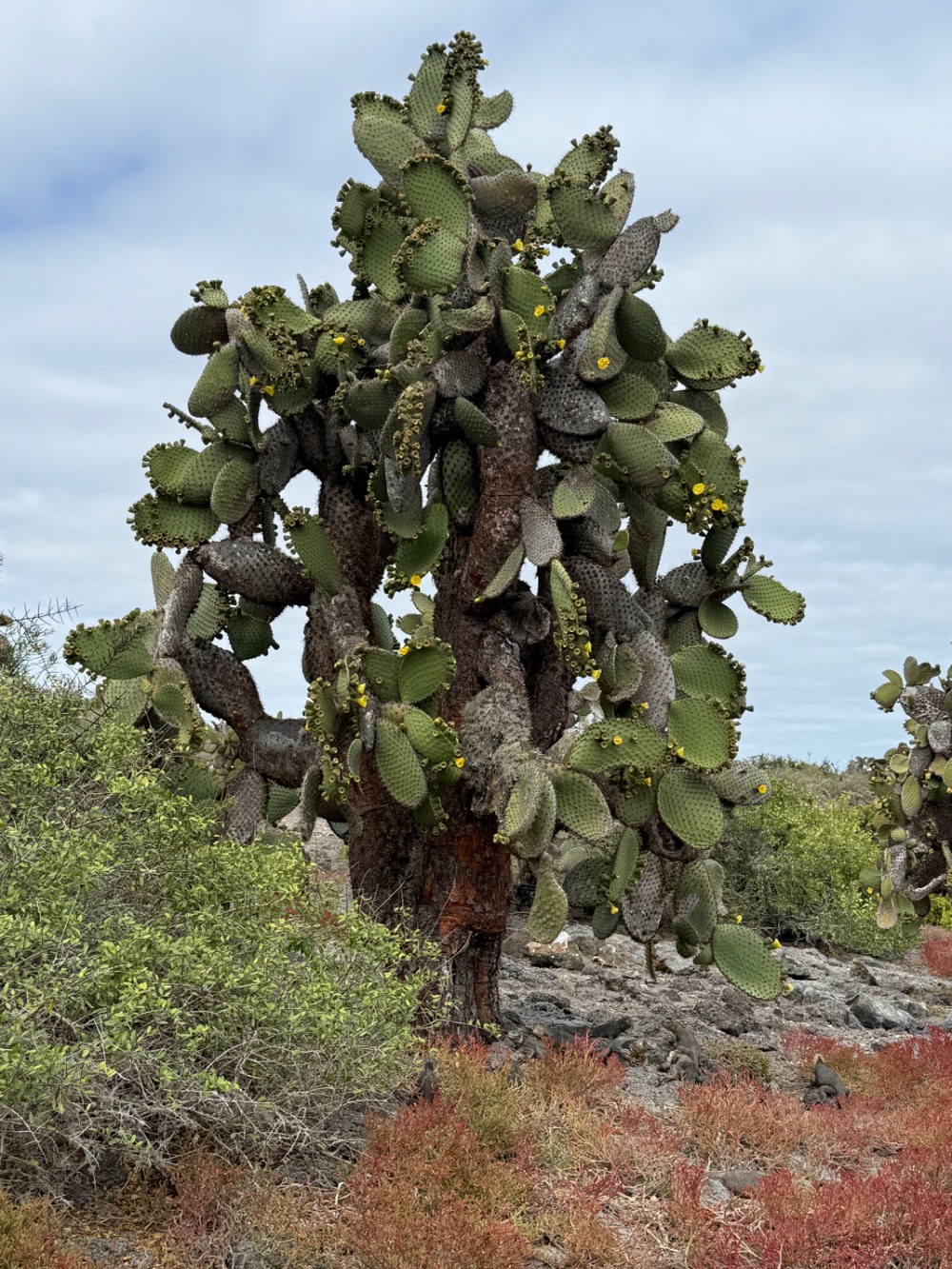 A giant prickly-pear (Opuntia) growing tree-like from the lava.