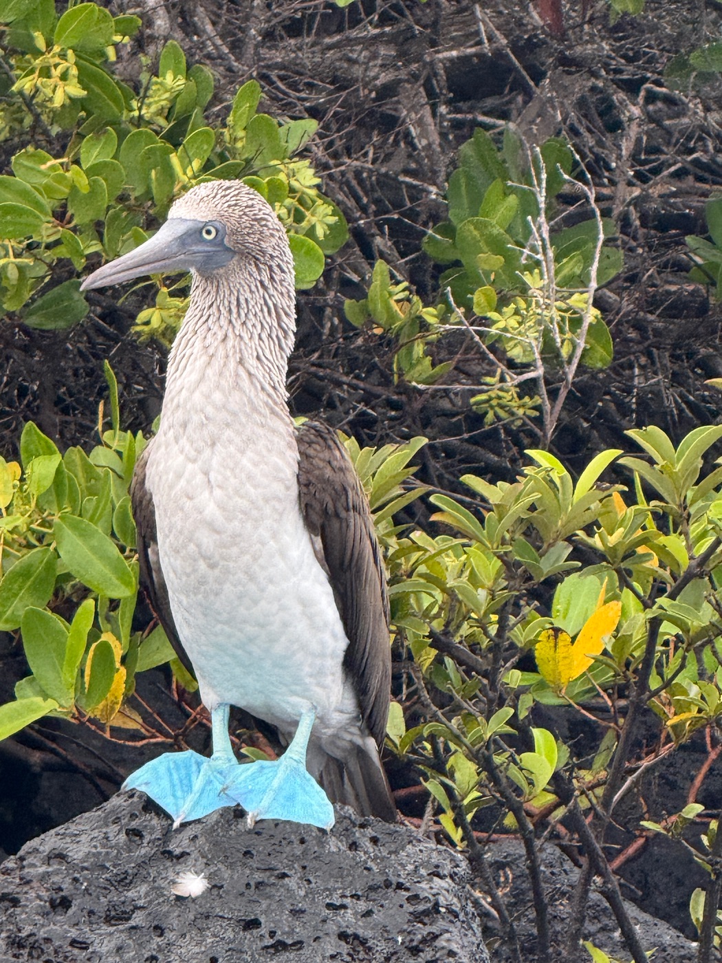 A blue-footed booby.