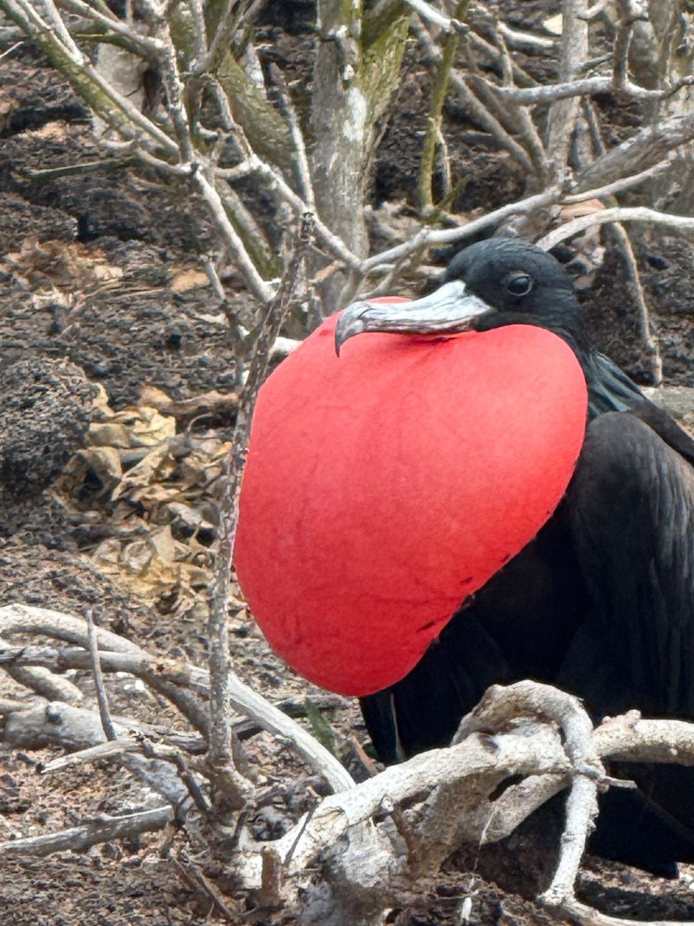 A male frigatebird in display.