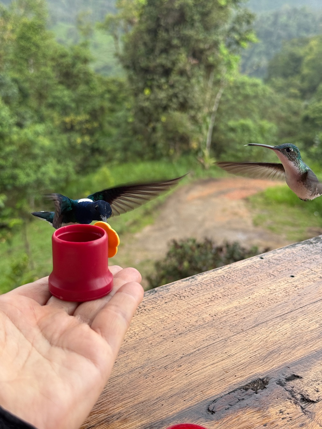 Hummingbirds in the cloud forest, near Mindo.