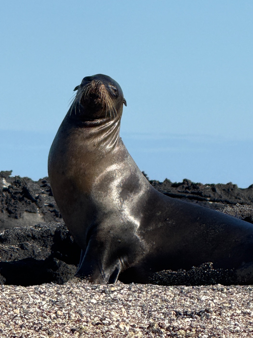 A sea lion, entirely unbothered, on the shore.