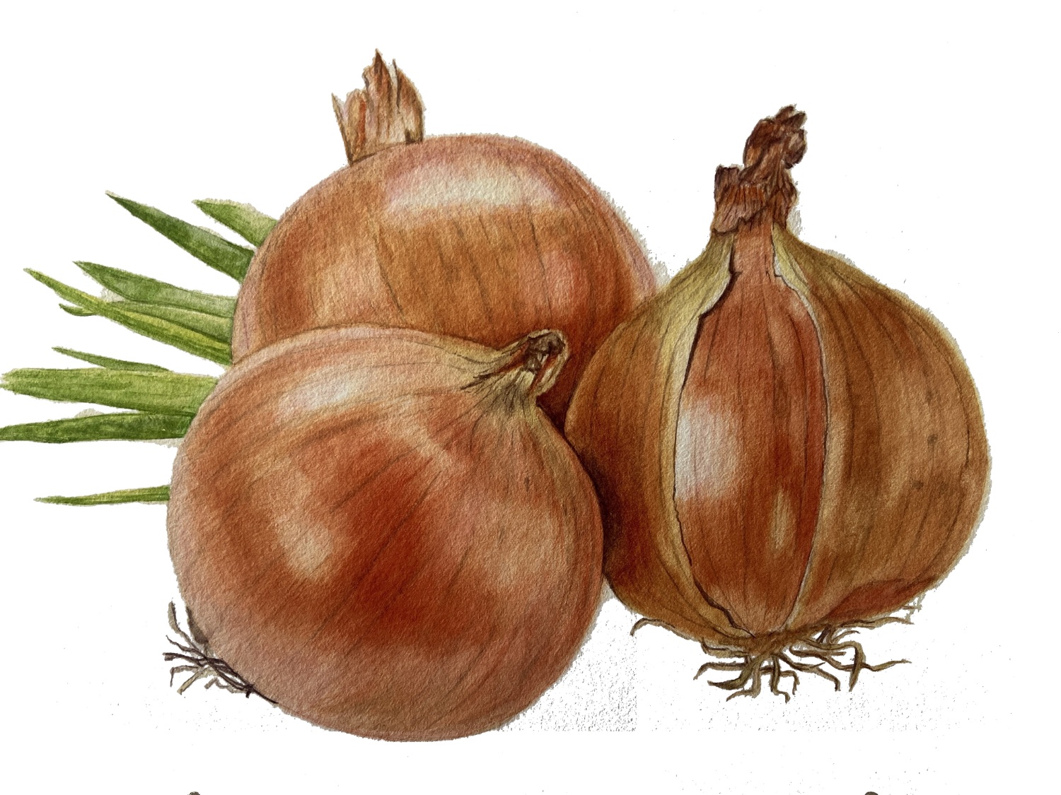 Limited edition botanical print