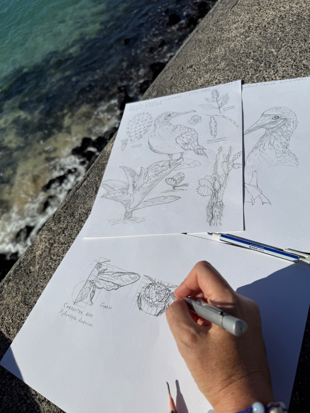 Inessa sketching plants and wildlife on location in the Galapagos