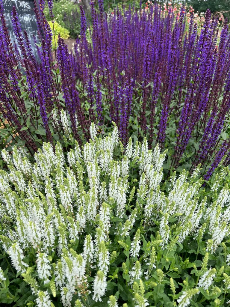 Chelsea Physic Garden