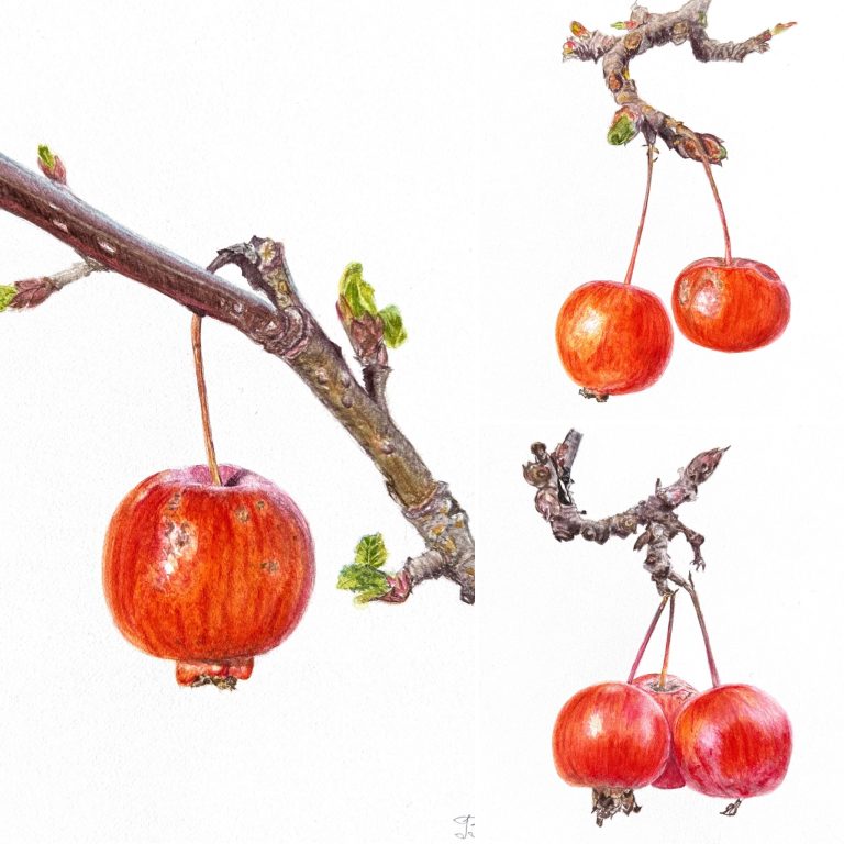 From Crab Apples to the Mall Galleries: How My First Botanical Artwork Changed Everything