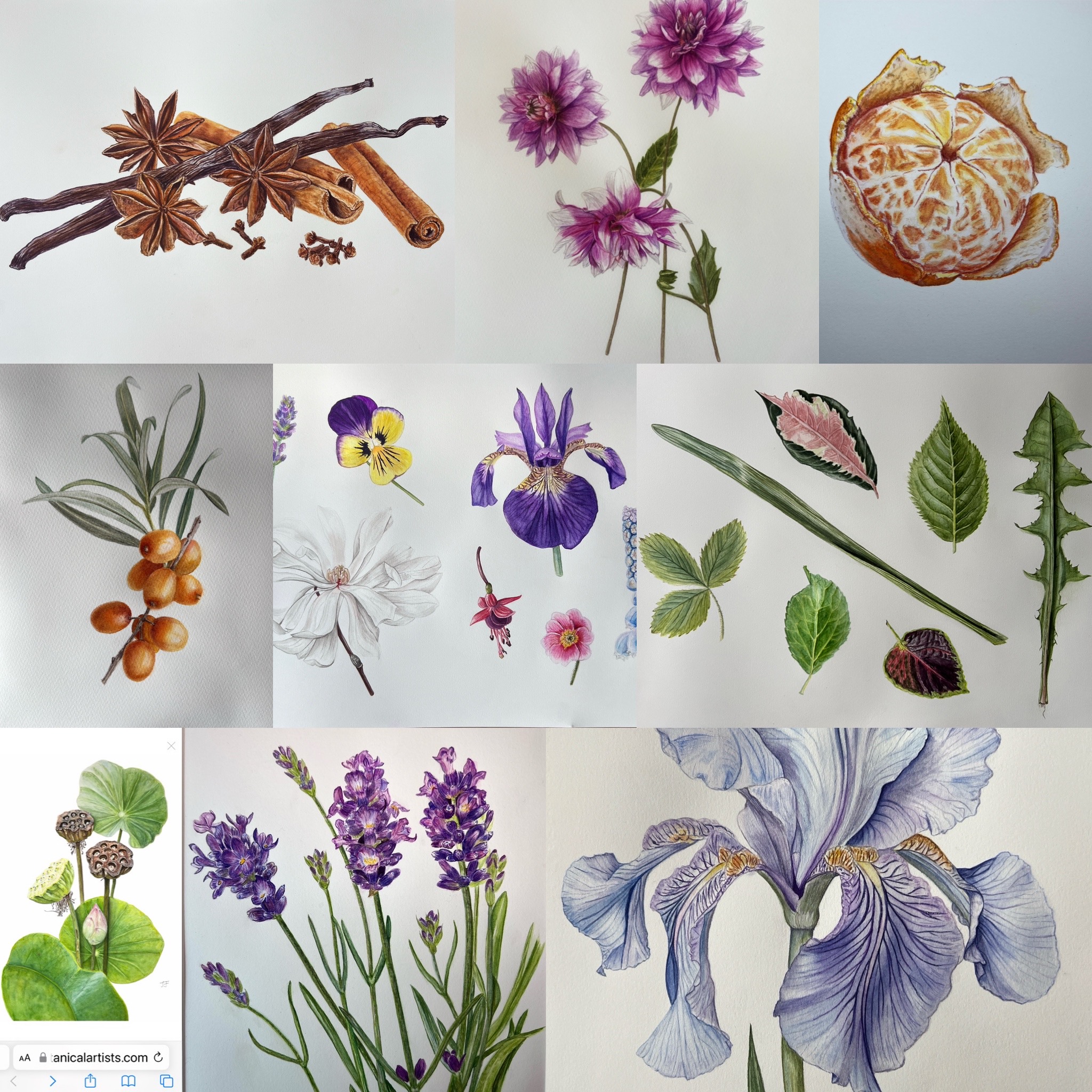 Botanical artworks