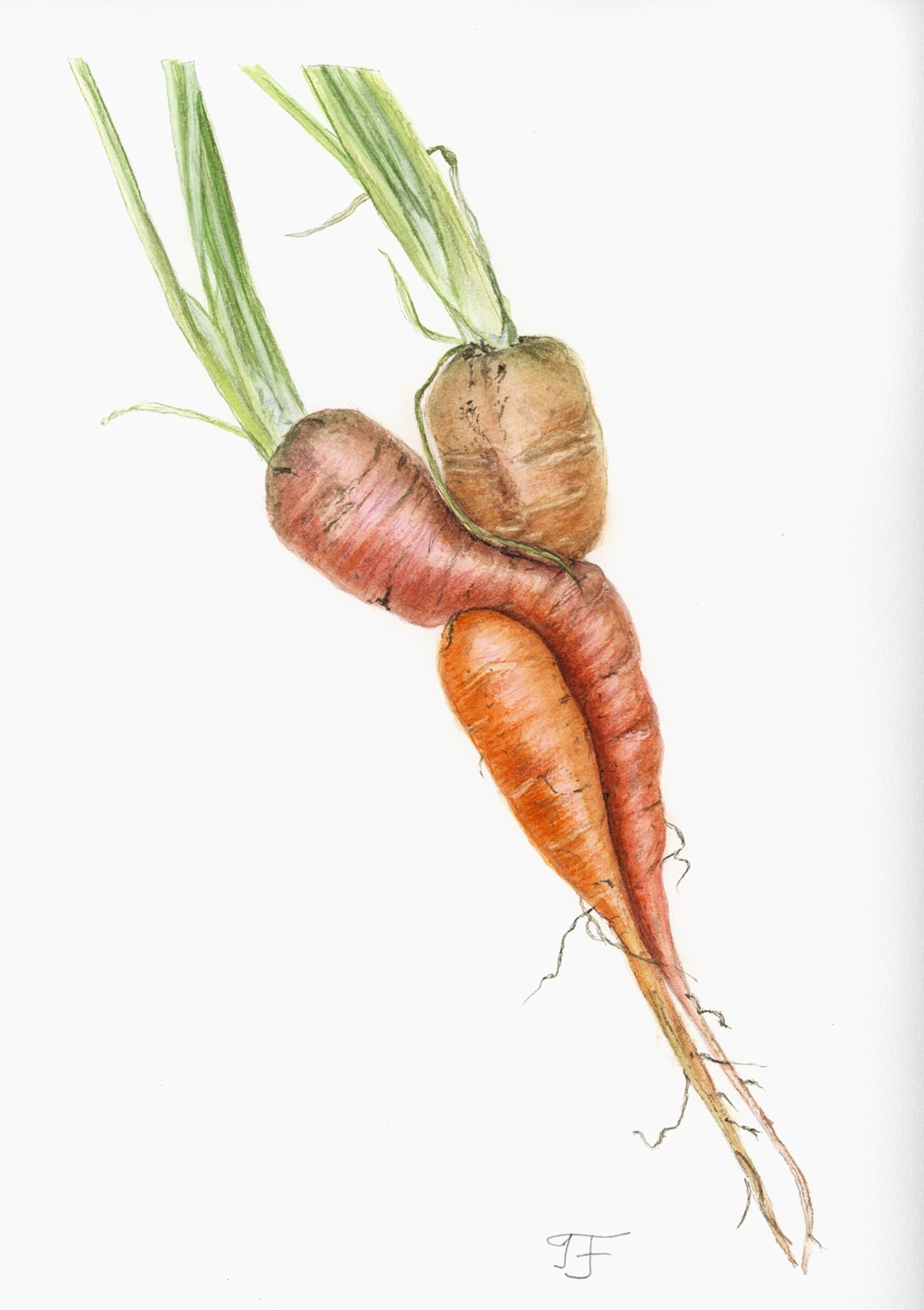 Carrots Tango, a watercolour painting of two carrots posed as if dancing, by Inessa Falina