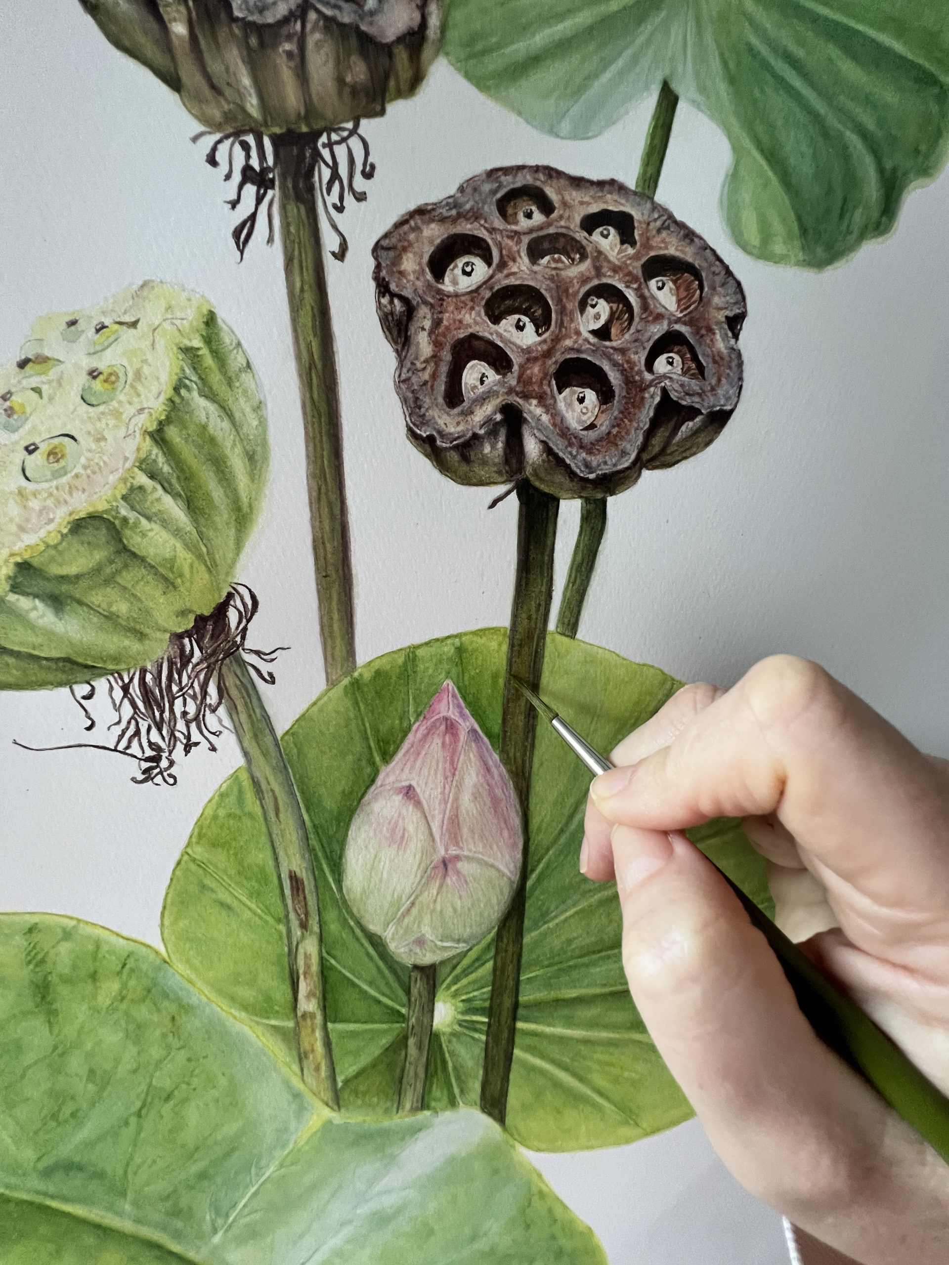A finished botanical painting
