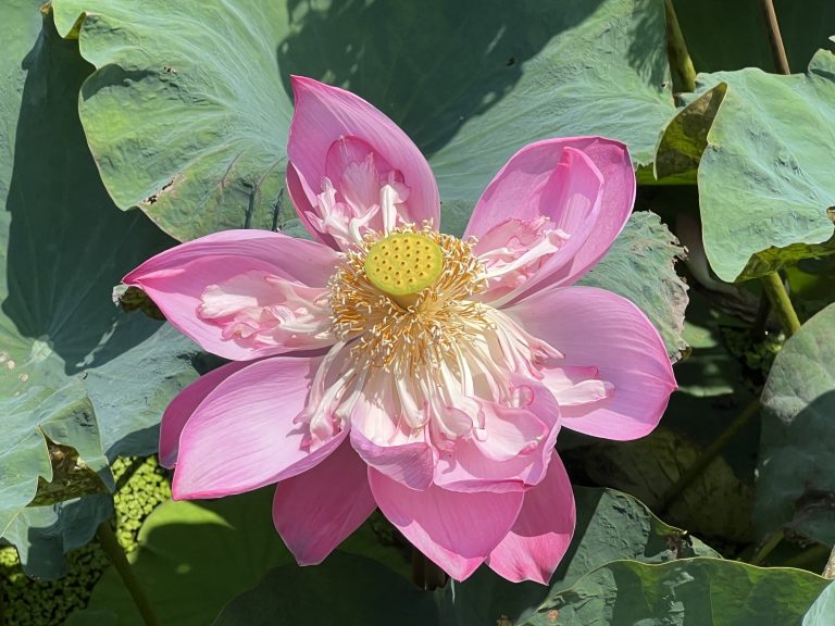 Lotus flower