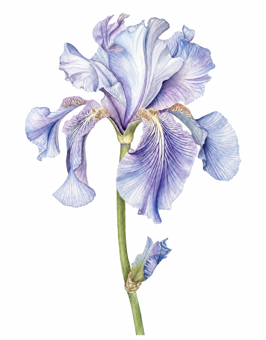 Where Petals Meet the Falls — Victoria Waterfalls Iris, a classical watercolour botanical painting by Inessa Falina