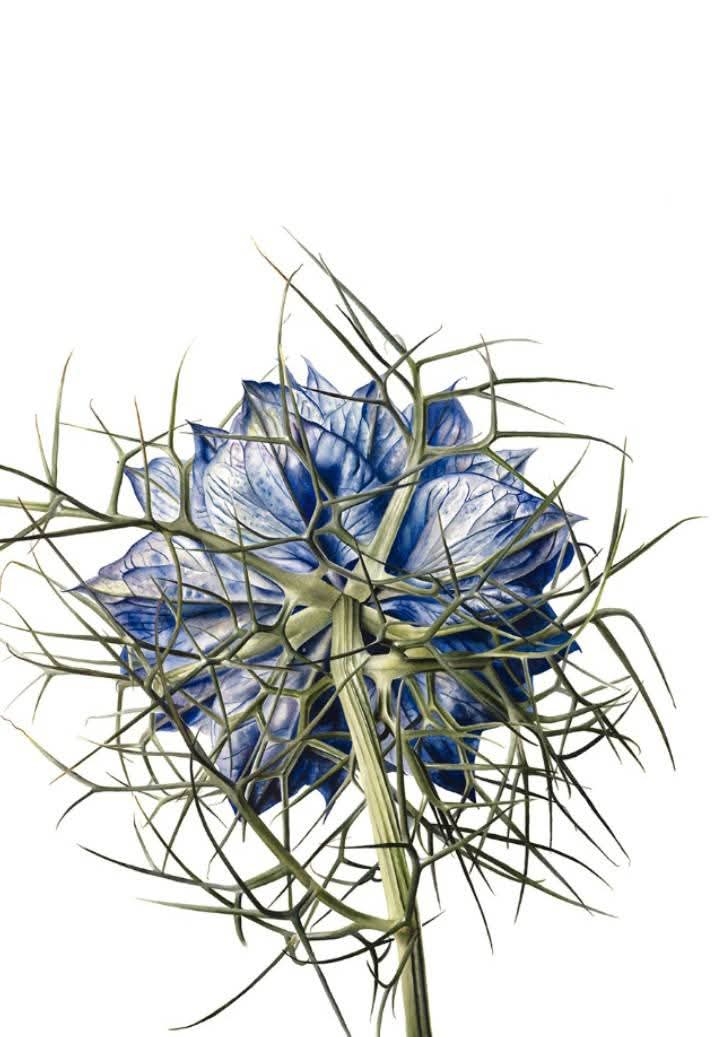 Beyond Botanical Representation: A Conversation with Artist Úrsula Romero